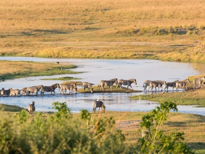 Pembury Tours - Khwai Private Game Reserve - Okavango Delta - Botswana - Game Viewing - Game Drive - Zebra
