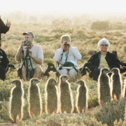 Pembury Tours - Five Shy Meerkats - Sunrise Tour - Meerkat Interaction - De Zeekoe - Werstern Cape - South Africa