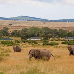 Pembury Tours - Sand River Mara Camp - Elewana Collection - Masai Mara National Park - Kenya - East Africa - Luxury Accommodation - Camp Exterior