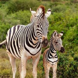 Pembury Tours - Addo Elephant National Park - Eastern Cape - Garden Route - South Africa - Game Viewing - Game Drive - Zebra