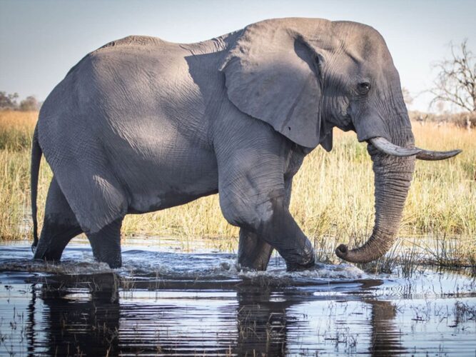 Pembury Tours - Mma Dinare - Under one Botswana Sky - Okavango Delta - Botswana - Game Viewing - Activities - Game Drive