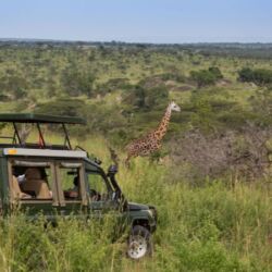 Pembury Tours - Serengeti Migration Camp - Elewana Collection - Serengeti National Park - Northern Tanzania - East Africa - Luxury Accommodation - Game Drive