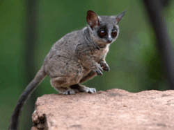 Pembury Tours - Galago