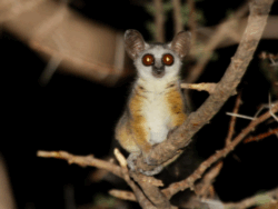 Pembury Tours - Galago