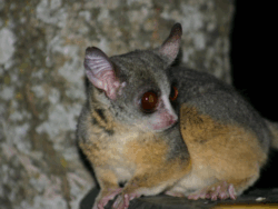 Pembury Tours - Galago