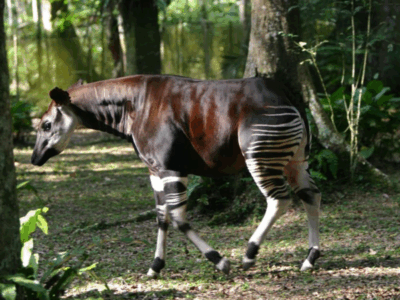 Pembury Tours - Unusual Species of Africa - the Okapi
