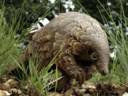 Pembury Tours - Pangolin