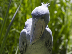 Pembury Tours - Shoebill Stork