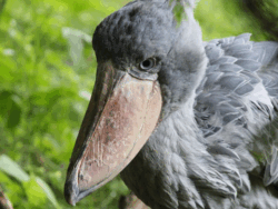 Pembury Tours - Shoebill Stork