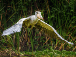 Pembury Tours - Shoebill Stork