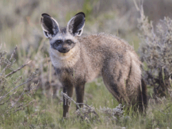 Pembury Tours - Bat-Eared Fox - Unusual Species - Africa