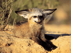 Pembury Tours - Bat-Eared Fox - Unusual Species - Africa