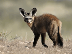 Pembury Tours - Bat-Eared Fox - Unusual Species - Africa