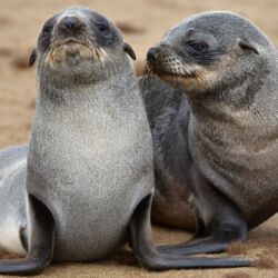 Pembury Tours - Swakopmund Day Trip - Cape Cross - Henties Bay - Skeleton Coast - Namibia - Activities - Seal Pups