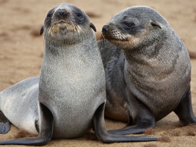 Pembury Tours - Swakopmund Day Trip - Cape Cross - Henties Bay - Skeleton Coast - Namibia - Activities - Seal Pups