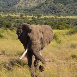 Pembury Tours - Pilanesberg National Park - South Africa - Game Drive - Game Viewing - Elephant