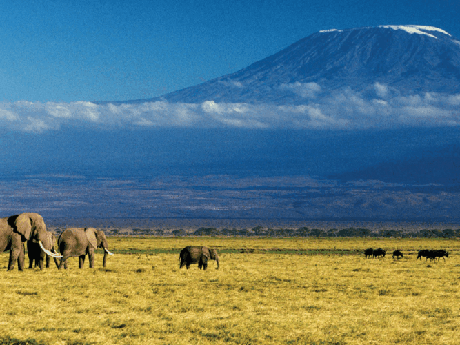 Pembury Tours - Adventure Activities in Tanzania - Elephant herd walking in front of Mount Kilimanjaro