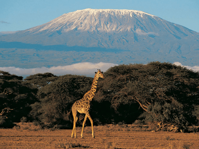 Pembury Tours - Adventure Activities in Tanzania - Giraffe walking in front of Mount Kilimanjaro