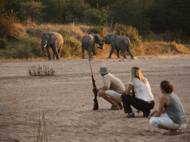 Pembury Tours - Adventure Activities in Tanzania - Walking Safari in Selous Game Reserve - Elephants