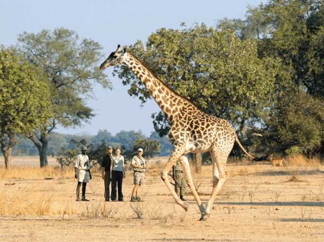 Pembury Tours - Adventure Activities in Tanzania - Walking Safari in Selous Game Reserve -Giraffe