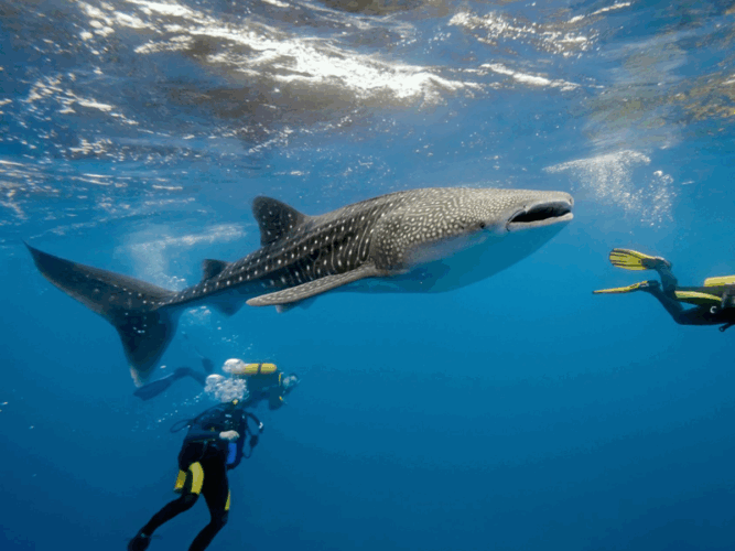 Pembury Tours - Tanzania - Mafia Island - Diving with Whale Sharks
