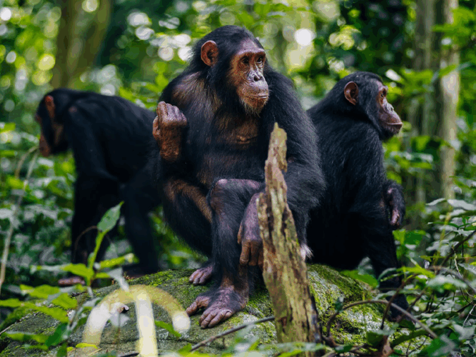Pembury Tours - Tanzania - Mahale Mountains - Chimpanzees sitting in the forest
