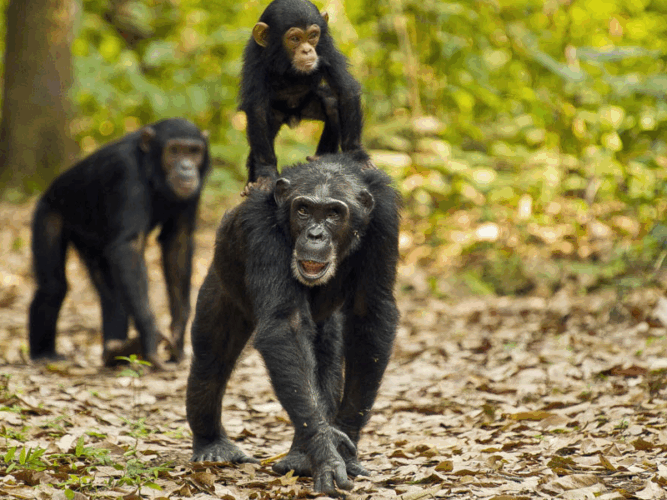 Pembury Tours - Tanzania - Mahale Mountains - Chimpanzees