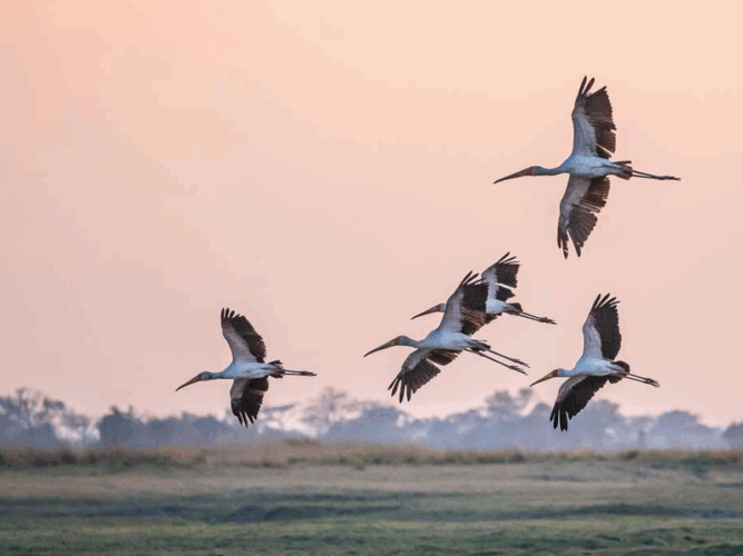 Pembury Tours - Chisa Busanga Camp - Busanga Plains - Kafue National Park - Zambia - Bird watching