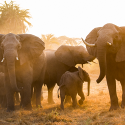 Pembury Tours - Chisa Busanga Camp - Busanga Plains - Kafue National Park - Zambia - Bird watching