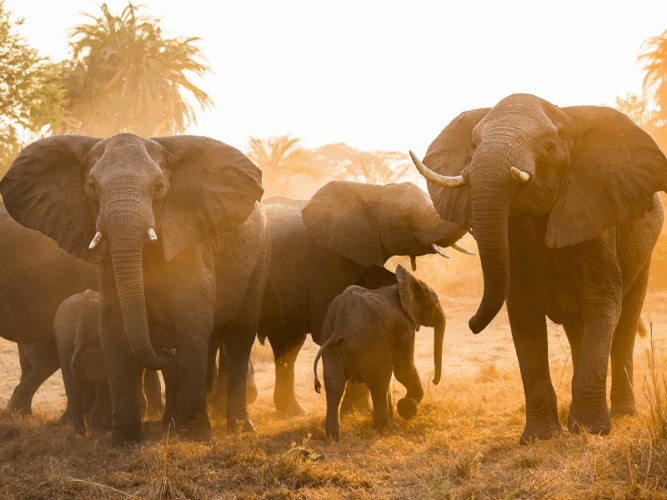 Pembury Tours - Chisa Busanga Camp - Busanga Plains - Kafue National Park - Zambia - Bird watching