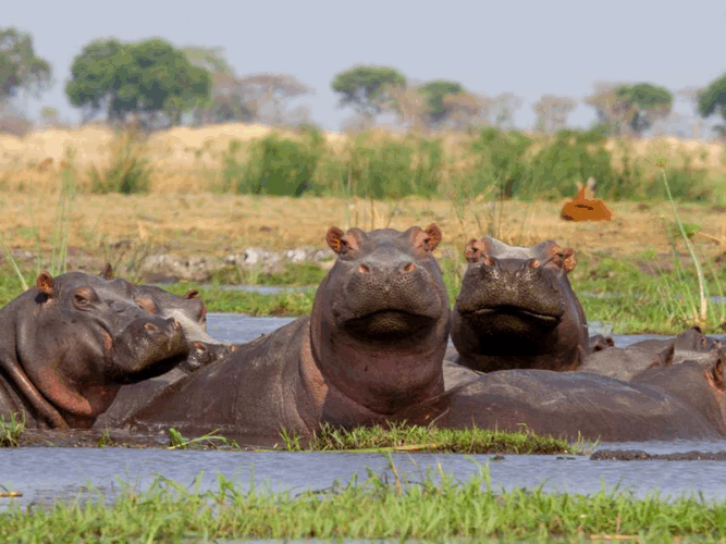 Pembury Tours - Chisa Busanga Camp - Busanga Plains - Kafue National Park - Zambia - Hippos