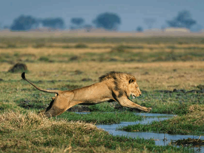 Pembury Tours - Chisa Busanga Camp - Busanga Plains - Kafue National Park - Zambia - Lion