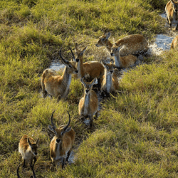 Pembury Tours - Chisa Busanga Camp - Busanga Plains - Kafue National Park - Zambia - Zebra