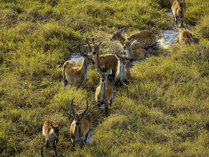 Pembury Tours - Chisa Busanga Camp - Busanga Plains - Kafue National Park - Zambia - Zebra