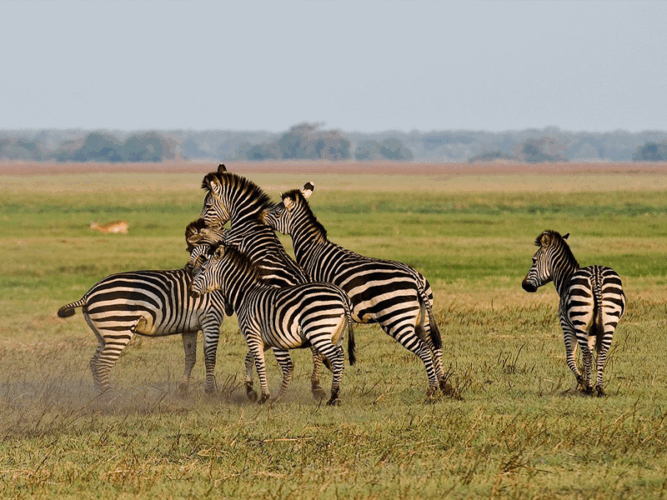 Pembury Tours - Chisa Busanga Camp - Busanga Plains - Kafue National Park - Zambia - Zebra