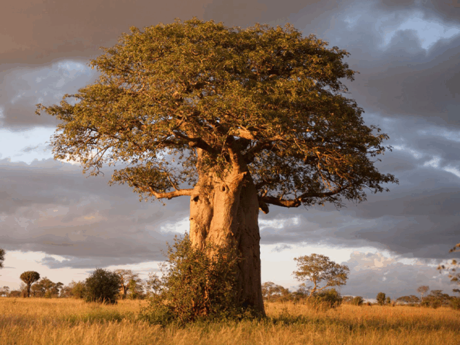 Pembury Tours - Reasons to visit Tarangire National Park - Baobab Tree