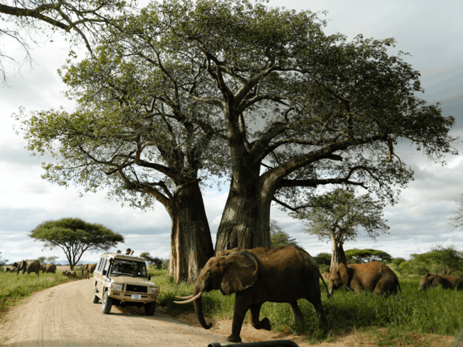 Pembury Tours - Reasons to visit Tarangire National Park - Elephant Herd during Safari