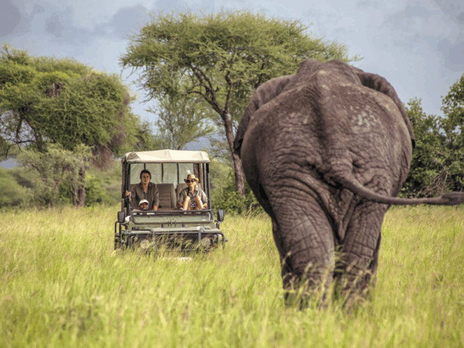 Pembury Tours - Reasons to visit Tarangire National Park - The Safari Experience - Game Drive