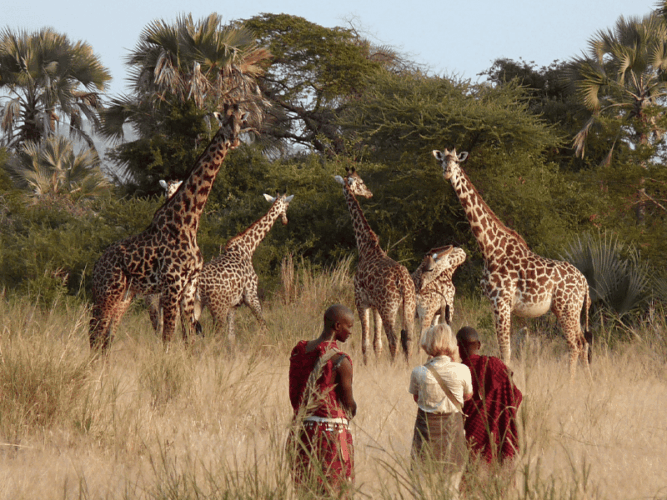 Pembury Tours - Reasons to visit Tarangire National Park - The Safari Experience - Walking Safari