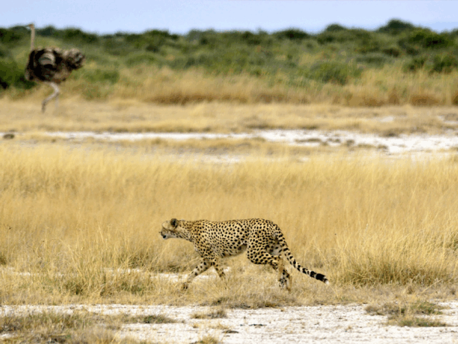 Pembury Tours - Reasons to visit Tarangire National Park - Wildlife - Cheetah and Ostrich