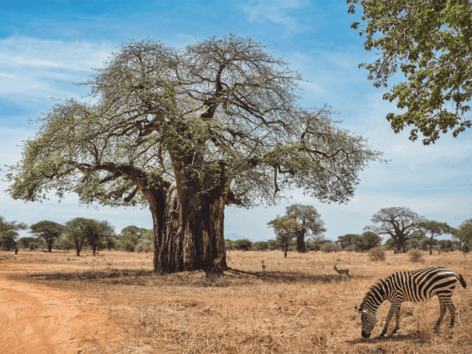 Pembury Tours - Reasons to visit Tarangire National Park - Zebra standing in front of a baobab tree