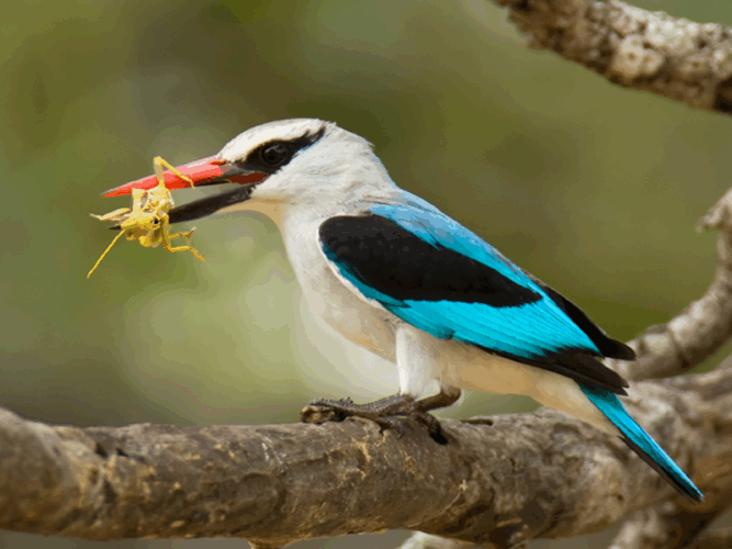 Pembury Tours - South Africa - KwaZulu Natal - Zimanga Private Game Reserve - Top Photographic Safari Lodges