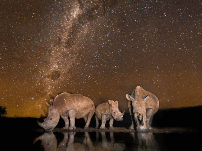 Pembury Tours - South Africa - KwaZulu Natal - Zimanga Private Game Reserve - Top Photographic Safari Lodges