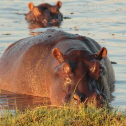 Pembury Tours - Sable Alley - Okavango Delta - Botswana - Luxury Accommodation - Safari Activities - Game Viewing - Game Drive - Hippo