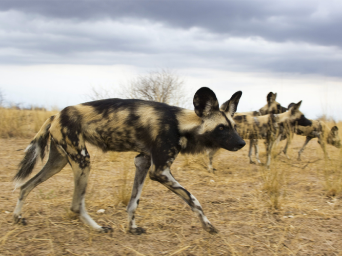 Pembury Tours - African Destinations - Botswana - Central Kalahari