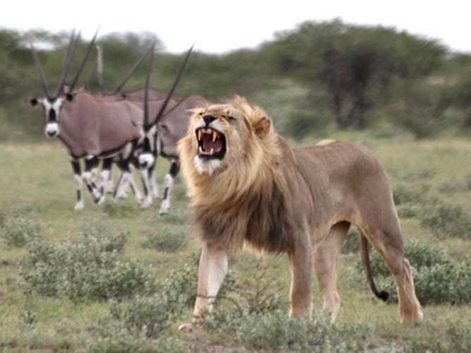 Pembury Tours - African Destinations - Botswana - Central Kalahari