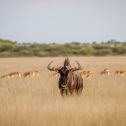 Pembury Tours - African Destinations - Botswana - Central Kalahari