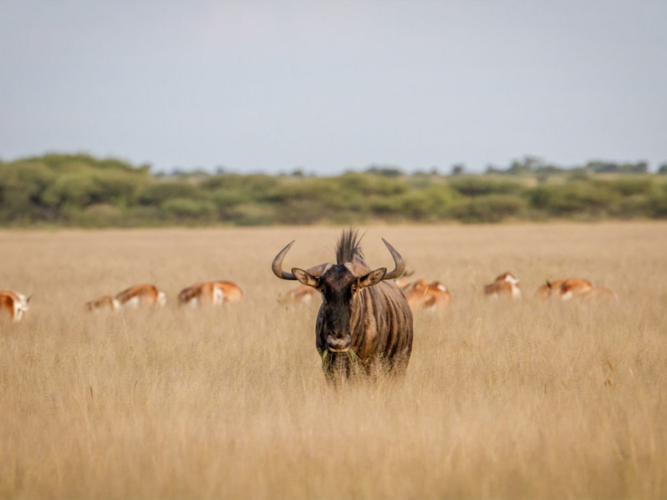 Pembury Tours - African Destinations - Botswana - Central Kalahari