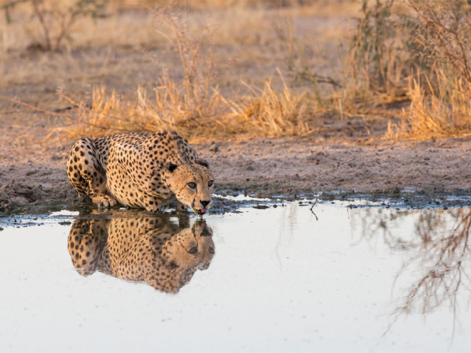 Pembury Tours - African Destinations - Botswana - Central Kalahari