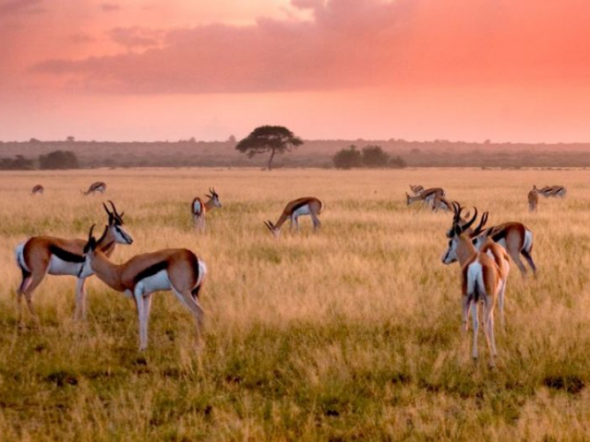 Pembury Tours - African Destinations - Botswana - Central Kalahari